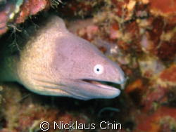 funny linings on this baby's head...Canon G9. No strobes by Nicklaus Chin 